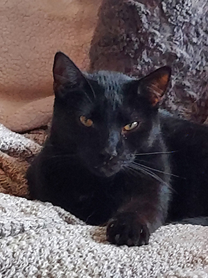 A beautiful black cat with golden eyes sits on a fuzzy gray blanket. He is very relaxed and his eyes are slightly closed. 