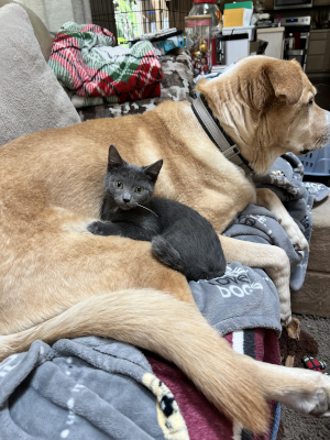 An adorable grey and white kitten cuddling with her canine companion.