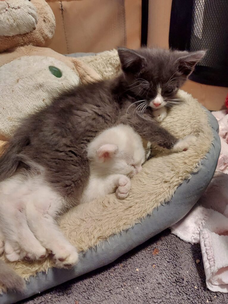 Trixie and Ralphie as babies