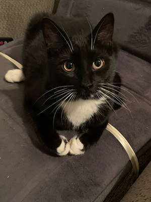 A tuxedo cat with golden eyes sits on a gray chair. His white feet are carefully folded in front of him and he's looking at the camera with bright golden eyes.