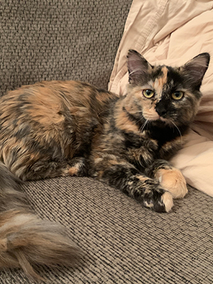 A beautiful long haired tortie girl relaxes on a gray couch. Her tail is extended before her in all of its fluffy glory.