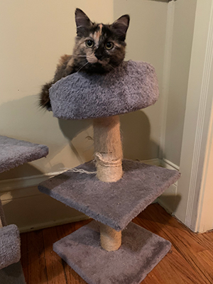 A beautiful long-haired tortie cat with golden eyes sits on the top tier of a gray cat tree