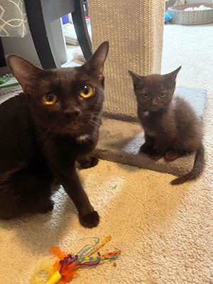 A chocolate brown mama cat sits next to her mini-me baby. They have matching white spots on their chests.