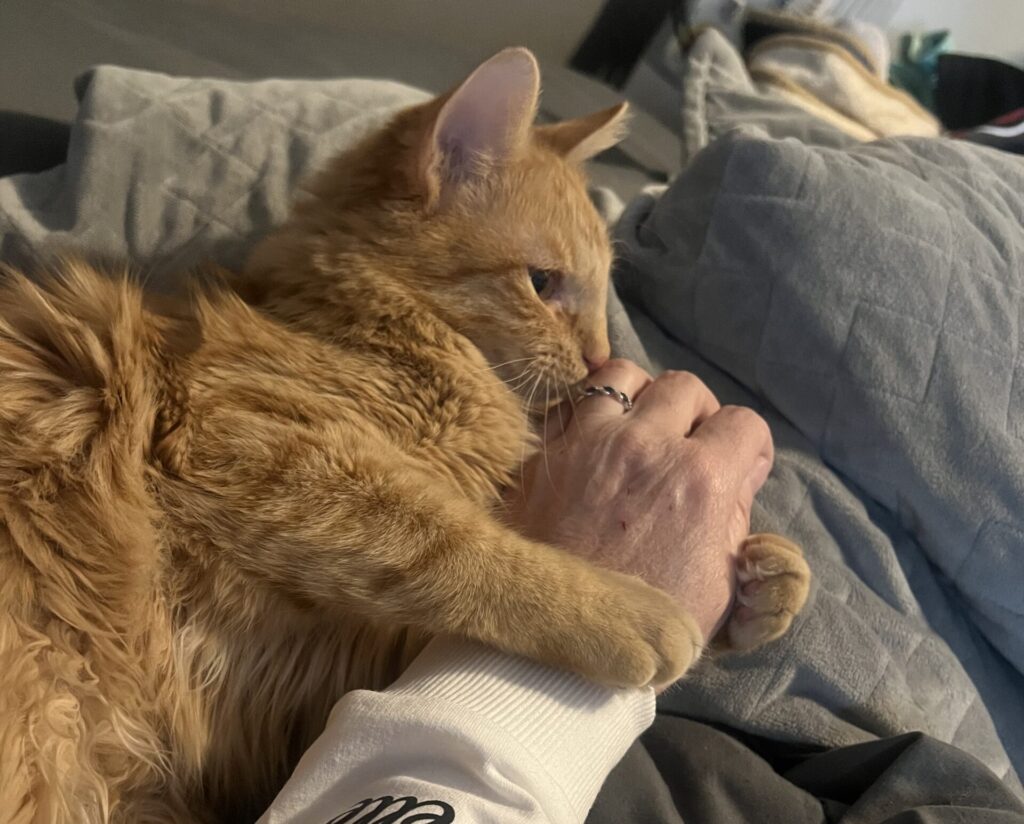 An orange cat has wrapped its front paws around a volunteer's hand.