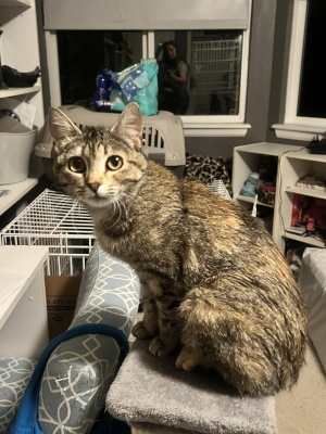 A light colored tortie cat sits, looking over her shoulder at the camera. She has the slightest hint of the recognizable tabby "M" on her forehead, despite having a mostly tortoise shell pattern.