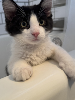 An adorable black and white kitten peeks out of a white bathtub.