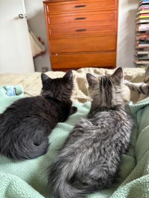 Two rescue kittens, one black and one tabby, sitting on a green blanket and watching TV.