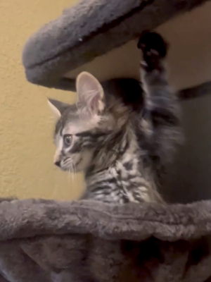A cute gray tabby kitten plays in her cat tree. Adoptable. Denver.