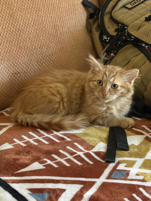 A fluffy orange rescue cat sits on a couch. Adoptable. Denver.