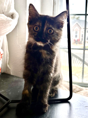 An adorable adoptable rescued tortie kitten sits in front of a window.