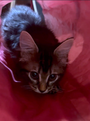 An adoptable long-haired tabby plays in a red tunnel toy.