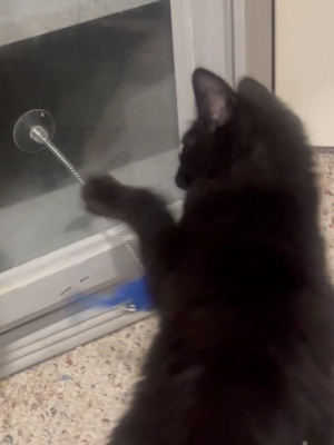 A cute black rescue kitten plays with a toy.