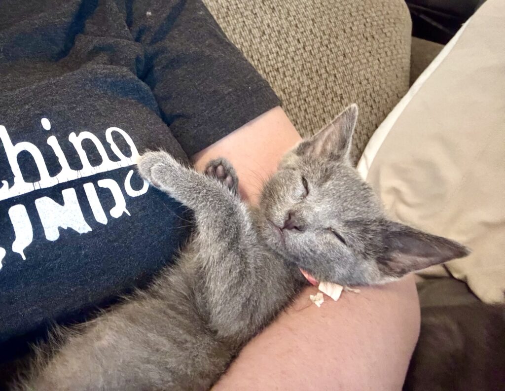 A sweet Russian Blue kitten has fallen asleep in her foster mother's arms.