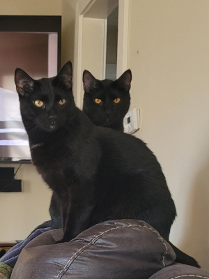 Two rescued black cats sit on the back of a sofa.