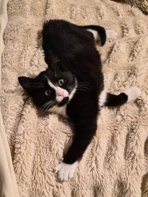 A cute rescue kitty! Dakota is a sweet adoptable tuxedo kitten. He's laying on a fluffy blanket and looks like he's ready to play!