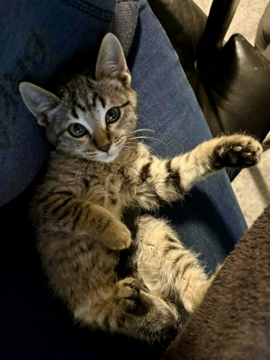 An adoptable gray tabby kitten relaxes on someone's lap.