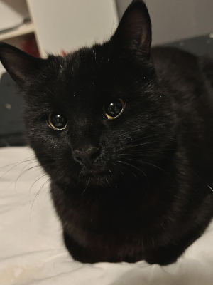 Jet