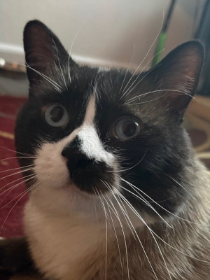 Frankie