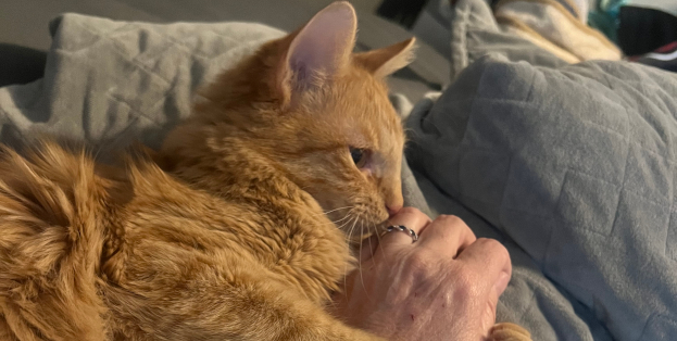 An orange tabby cat rests on its human's lap. He has both paws around her arm in a hug.