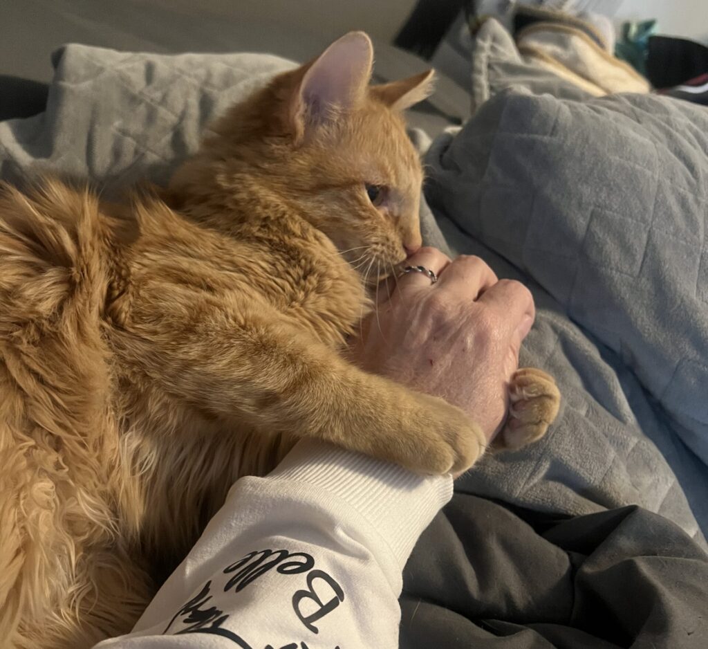 An orange tabby cat rests on its human's lap. He has both paws around her arm in a hug.