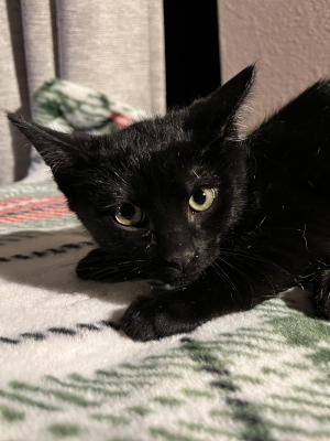 Close up of a black kitten with bright yellow eyes.