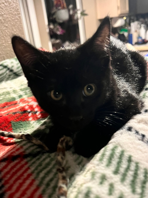 A closeup of a cute adoptable black kitten