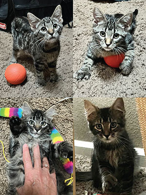A collage of photos of four gray tabby boys